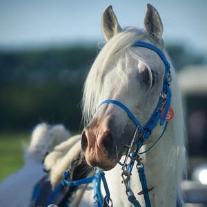 LS Enduro Bridle - Customisable Beta® BioThane®