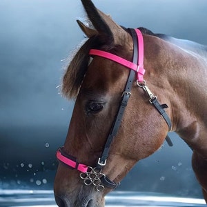 May include: A brown horse wearing a black and cerise pink bridle, drinking water. The bridle features a cerise pink browband and noseband, with black leather straps and silver-coloured metal hardware. The horse's coat is a rich brown colour.