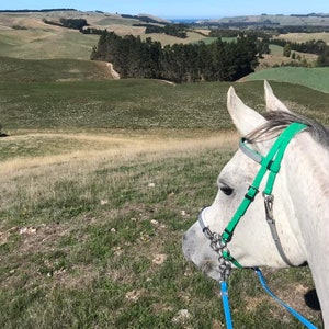 May include: A grey horse with a green and grey bridle and a blue lead rope stands in a grassy field. Rolling hills and a distant coastline are visible in the background under a clear, sunny sky. The horse is facing left.