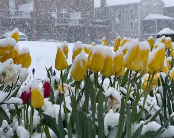 Snow on Vibrant Tulips