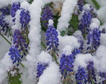 Blue Grape Hyacinths in Snow