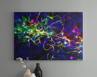 Neuron Art Print: Mouse Neural Stem Cell Development