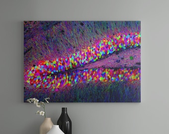 Brainbow Hippocampus Art Print: Multicolor Neuron Neurology Poster