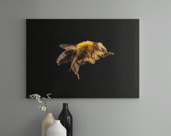 Chilean Bee Art Print: Cadeguala Occidentalis, Erick Hernandez Photo