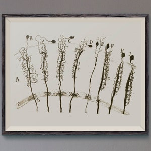 Może przedstawiać: Wintydżowa ilustracja naukowa przedstawiająca szereg komórek nerwowych oznaczonych literami od A do J. Komórki są narysowane czarnym atramentem na białym tle.