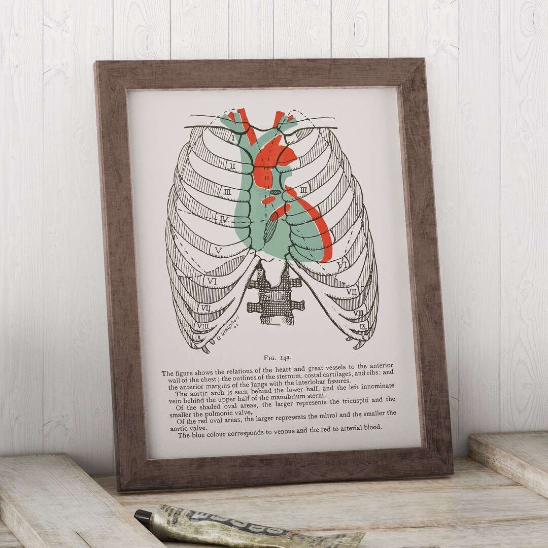 Vintage Anatomy Art Print – 1903 Heart & Vessels Illustration - Etsy