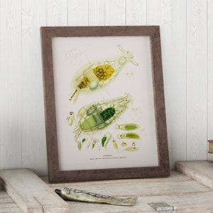 Microbiology Art Print:  Rotifers through the Microscope Science Print – Biology Art – Christian Gottried Ehrenberg Collection