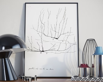 Cajal's Auditory Cortex Neuron Art Print: Restored Illustration
