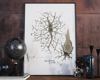 Neuron Print: Twin Astrocytes in the Cerebral Cortex - Santiago y Cajal's Restored Neurology Art Print