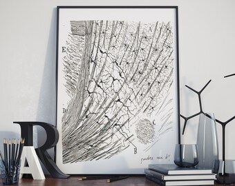 Neuron Print: Cajal's Caudate Nucleus Neurology Art