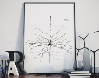 以下が含まれることがあります： 神経細胞の一種であるニューロンの白黒線画で、図の上に「プロトプラズマ」と「神経細胞内」という文字が印刷されています。図は額装され、他のアイテムと一緒に棚に飾られています。