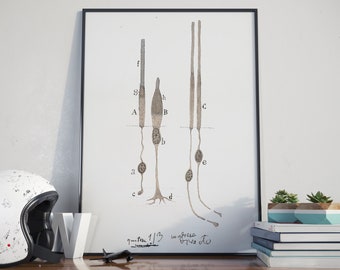 Cajal's Retina Art Print: Neuroscience Rods and Cones Illustration