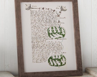 Manuscript Print: Voynich Manuscript Full Page Restored Reproduction 78r