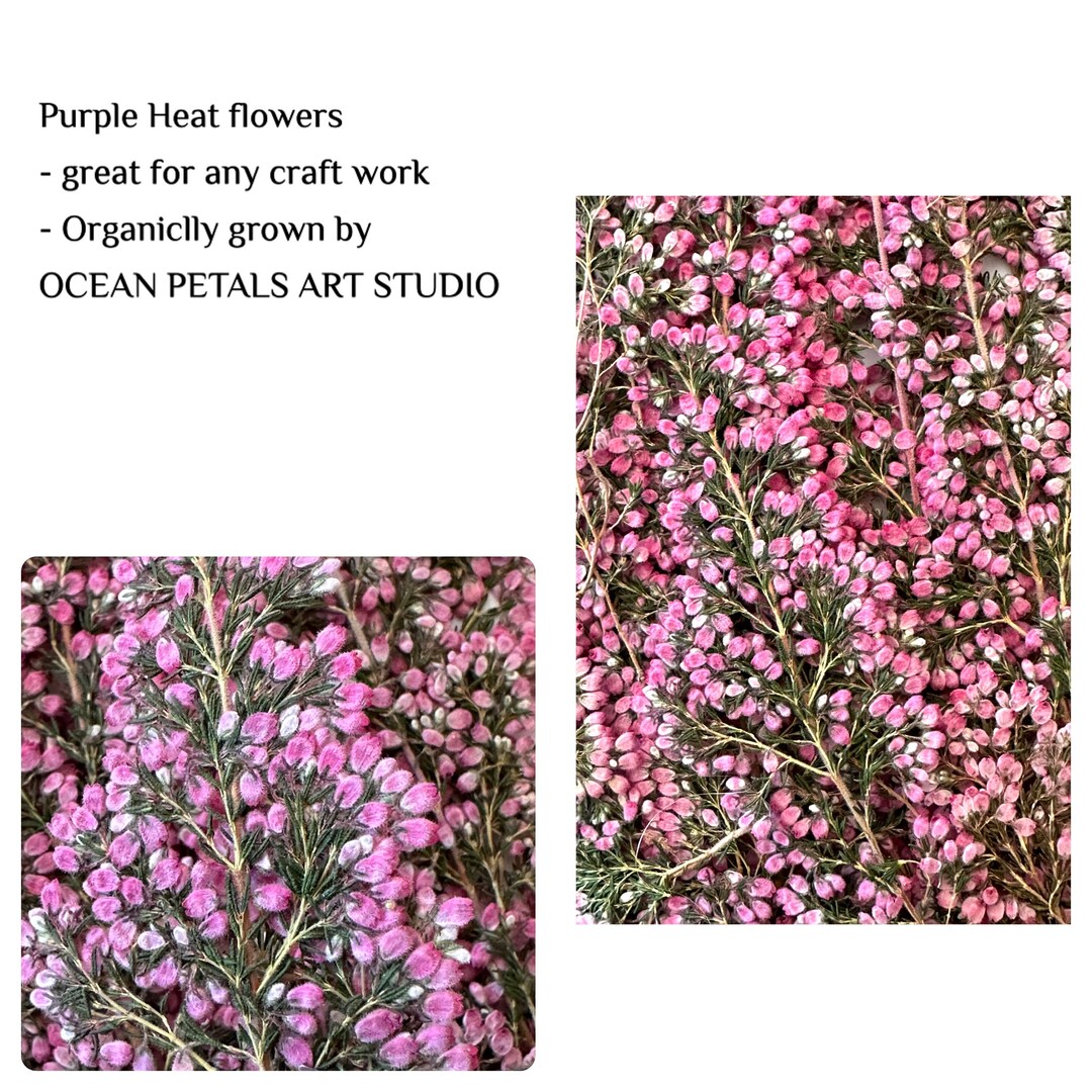 Pressed Flowers for Art and Craft. Pressed Botanicals Only. Etsy