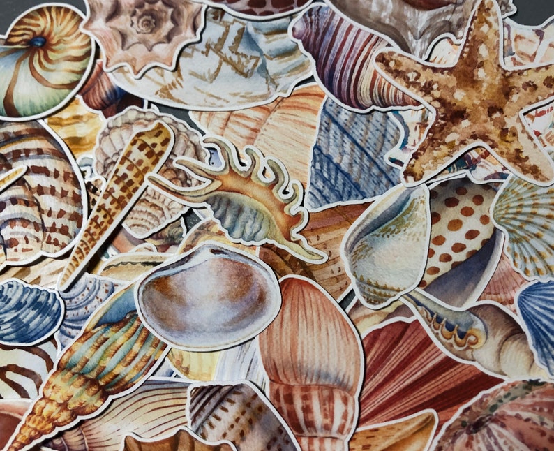 20 Sea shell sticker pack, sea shell decals, beach stickers, best friend gift, laptop stickers, summer vacation, journal, ocean sticker bild 1