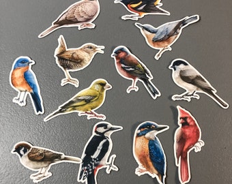 12 assorted bird stickers, bird sticker pack, bird decal, bird gift, song birds, water bottle sticker, phone case sticker, laptop sticker