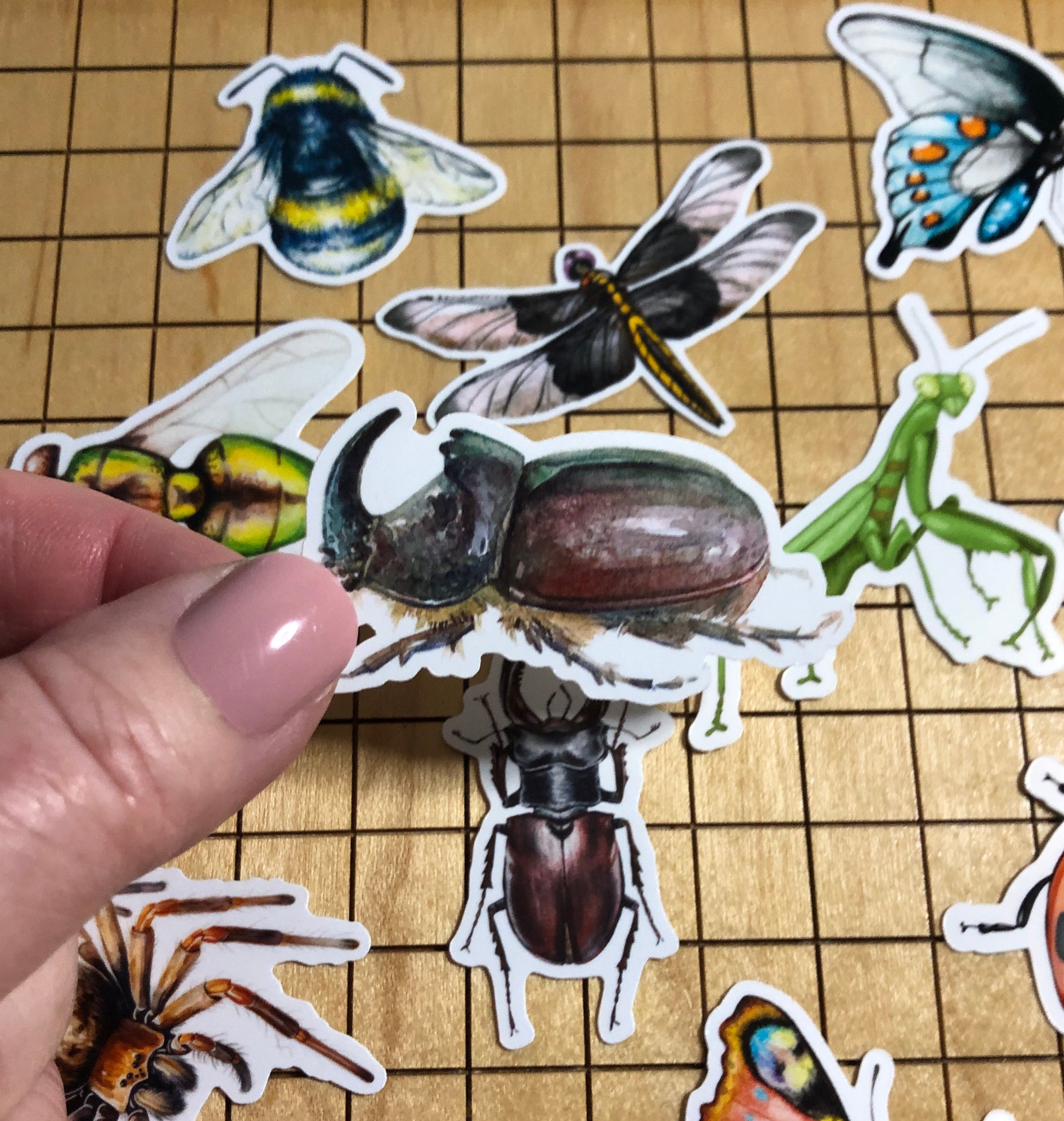 Insect Names Stickers 15 Insect Stickers, Sticker Pack, Bug Stickers, Spider Stickers, Beetle ...