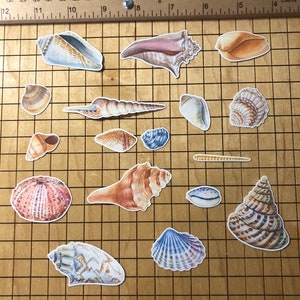 20 Sea shell sticker pack, sea shell decals, beach stickers, best friend gift, laptop stickers, summer vacation, journal, ocean sticker bild 7