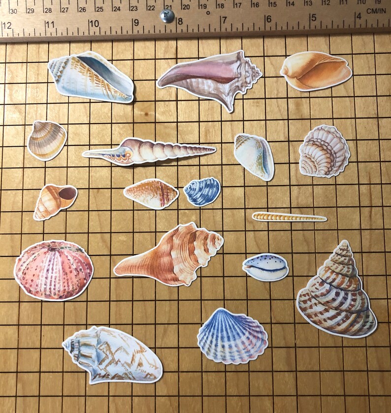20 Sea shell sticker pack, sea shell decals, beach stickers, best friend gift, laptop stickers, summer vacation, journal, ocean sticker bild 7