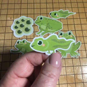 6 Frog stickers, frog pond, frog life cycle, school sticker, frog decal, pond sticker, science decal, tadpole sticker, water bottle sticker
