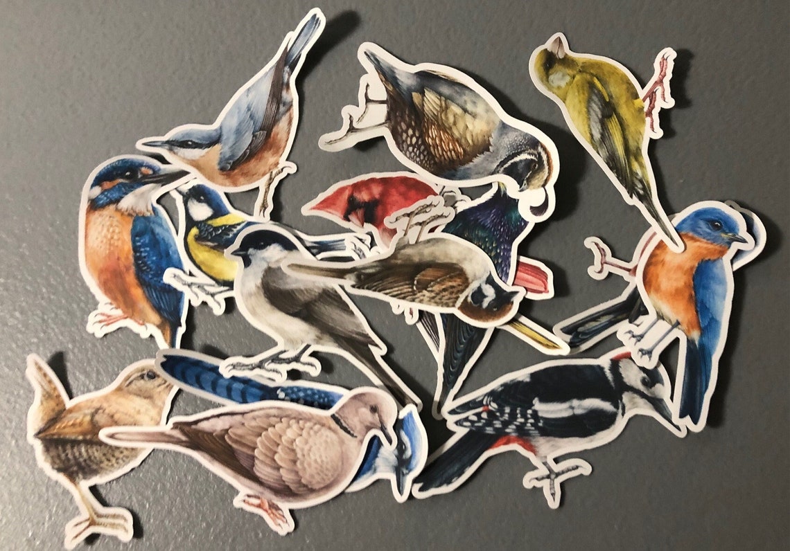 Bird Sticker Pack, 12 Assorted Songbird Decals, Waterproof Vinyl - Etsy