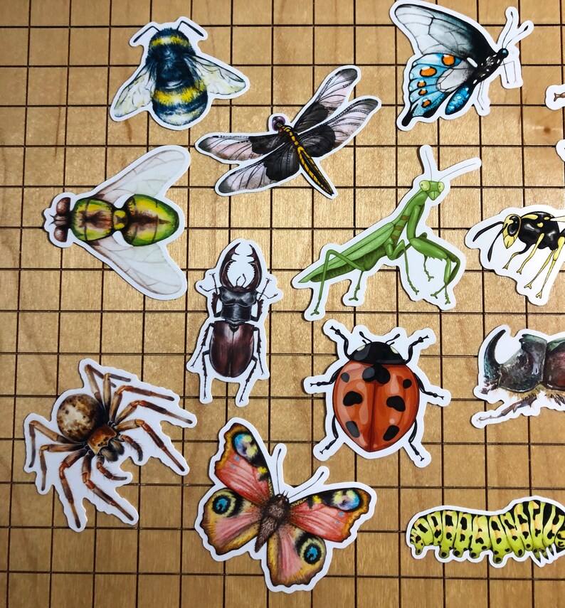 Insect Names Stickers 15 Insect Stickers, Sticker Pack, Bug Stickers, Spider Stickers, Beetle ...
