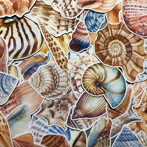 20 Sea shell sticker pack, sea shell decals, beach stickers, best friend gift, laptop stickers, summer vacation, journal, ocean sticker bild 3