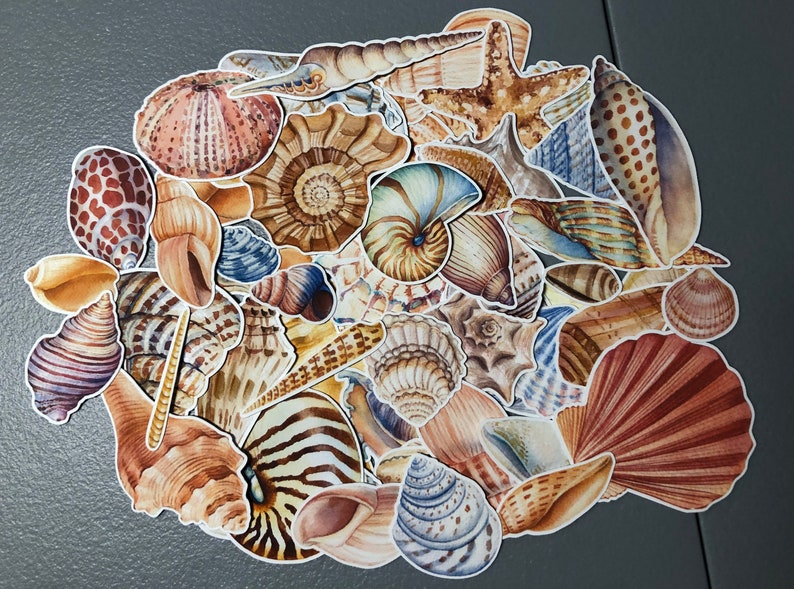 20 Sea shell sticker pack, sea shell decals, beach stickers, best friend gift, laptop stickers, summer vacation, journal, ocean sticker bild 5