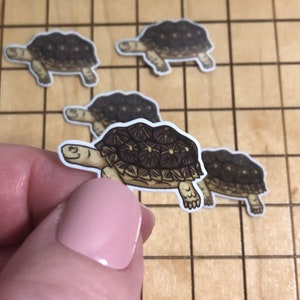 5 MINI Schildkröte Aufkleber, Wasserflasche Aufkleber, Wasserflasche Aufkleber, Schildkröte Aufkleber, Schildkröte Aufkleber, Wasserflasche Aufkleber