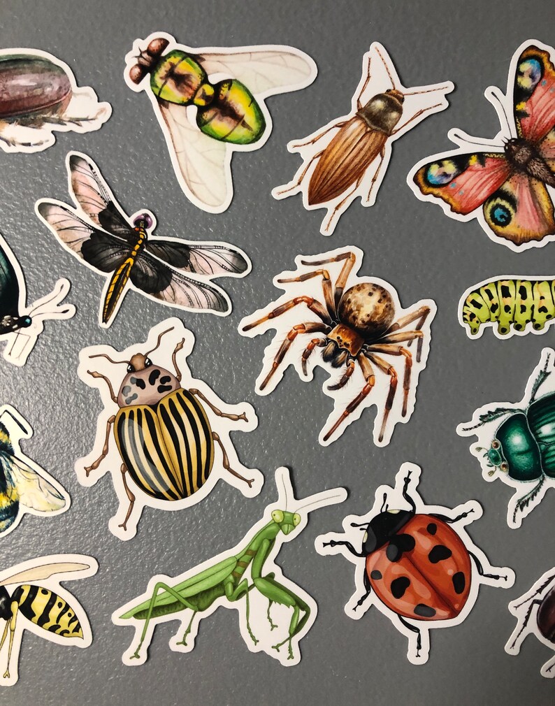 Insect Names Stickers 15 Insect Stickers, Sticker Pack, Bug Stickers, Spider Stickers, Beetle ...