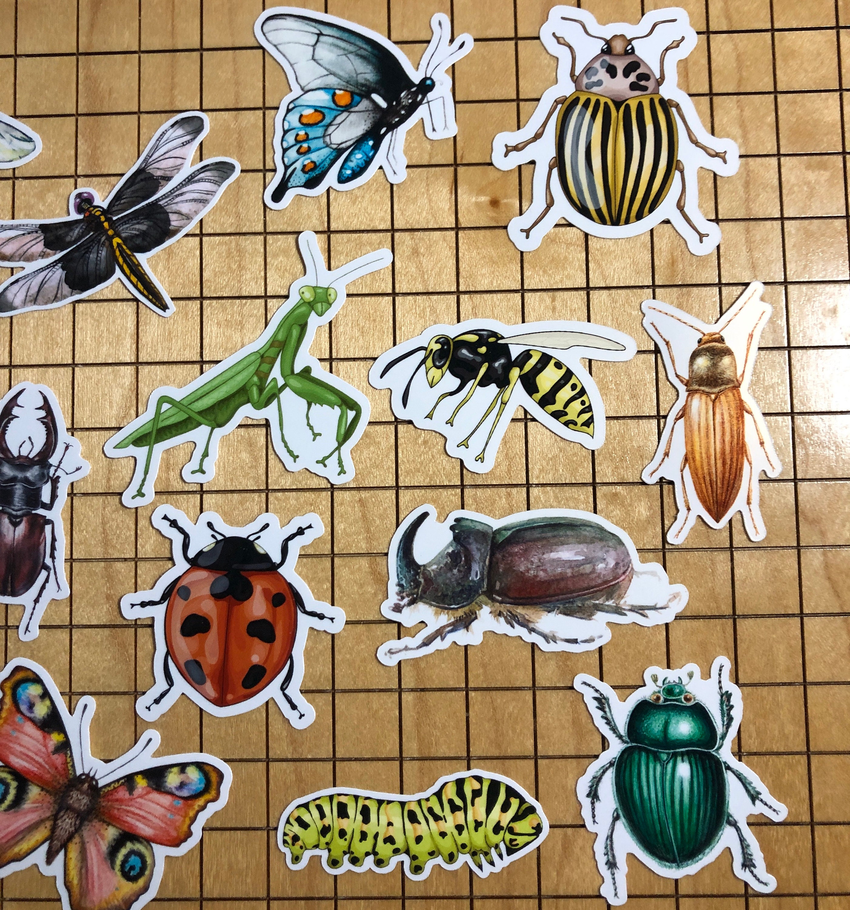 Insect Names Stickers 15 Insect Stickers, Sticker Pack, Bug Stickers, Spider Stickers, Beetle ...