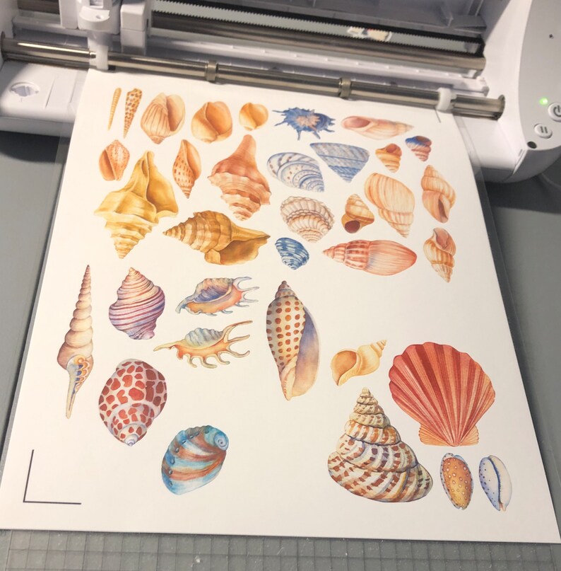 20 Sea shell sticker pack, sea shell decals, beach stickers, best friend gift, laptop stickers, summer vacation, journal, ocean sticker bild 6