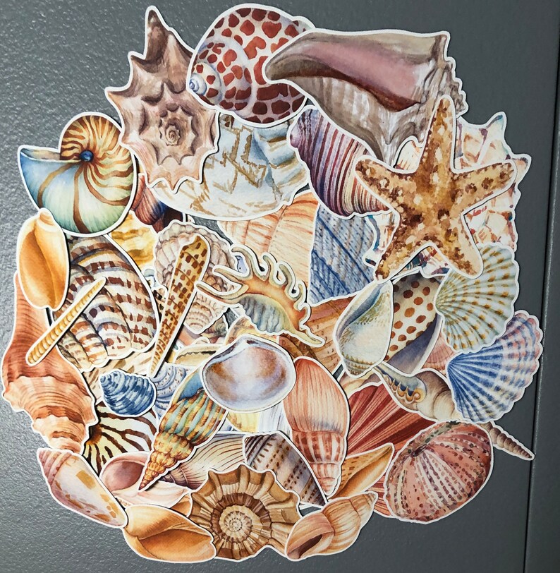 20 Sea shell sticker pack, sea shell decals, beach stickers, best friend gift, laptop stickers, summer vacation, journal, ocean sticker bild 4