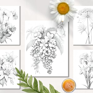 Op de afbeelding: Set van zes zwart-wit botanische illustraties met verschillende bloemen en planten. De illustraties zijn realistisch getekend en bevatten details zoals bladeren, stengels en bloemblaadjes.