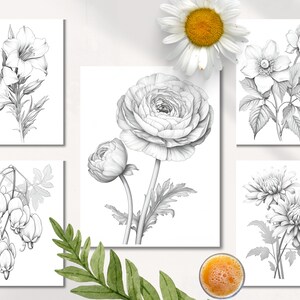 Op de afbeelding: Set van zes zwart-wit botanische illustraties met verschillende bloemen, waaronder een lelie, een ranonkel, een anemoon, een hartje en twee chrysanten.