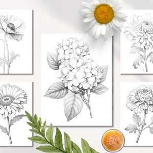 Op de afbeelding: Een set van zes zwart-wit lijntekeningen van verschillende bloemen, waaronder een klaproos, een madeliefje, een hortensia en twee chrysanten. De tekeningen zijn op een witte achtergrond.