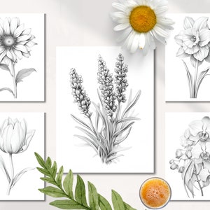 Op de afbeelding: Een set van zes zwart-wit botanische illustraties met een zonnebloem, een narcis, een tulp, lavendel en een orchidee. De illustraties zijn getekend in een realistische stijl en zijn perfect om een ​​touch van natuur toe te voegen aan elk interieur.