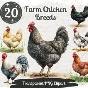 Ensemble de 20 cliparts de poulets de ferme PNG, aquarelle de race de poulets, carte graphique, illustration de campagne printanière, graphique de ferme