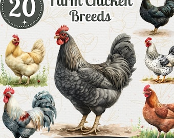 Watercolor Chicken Breeds Clipart: Farm Illustration PNG Bundle (Digital Download)