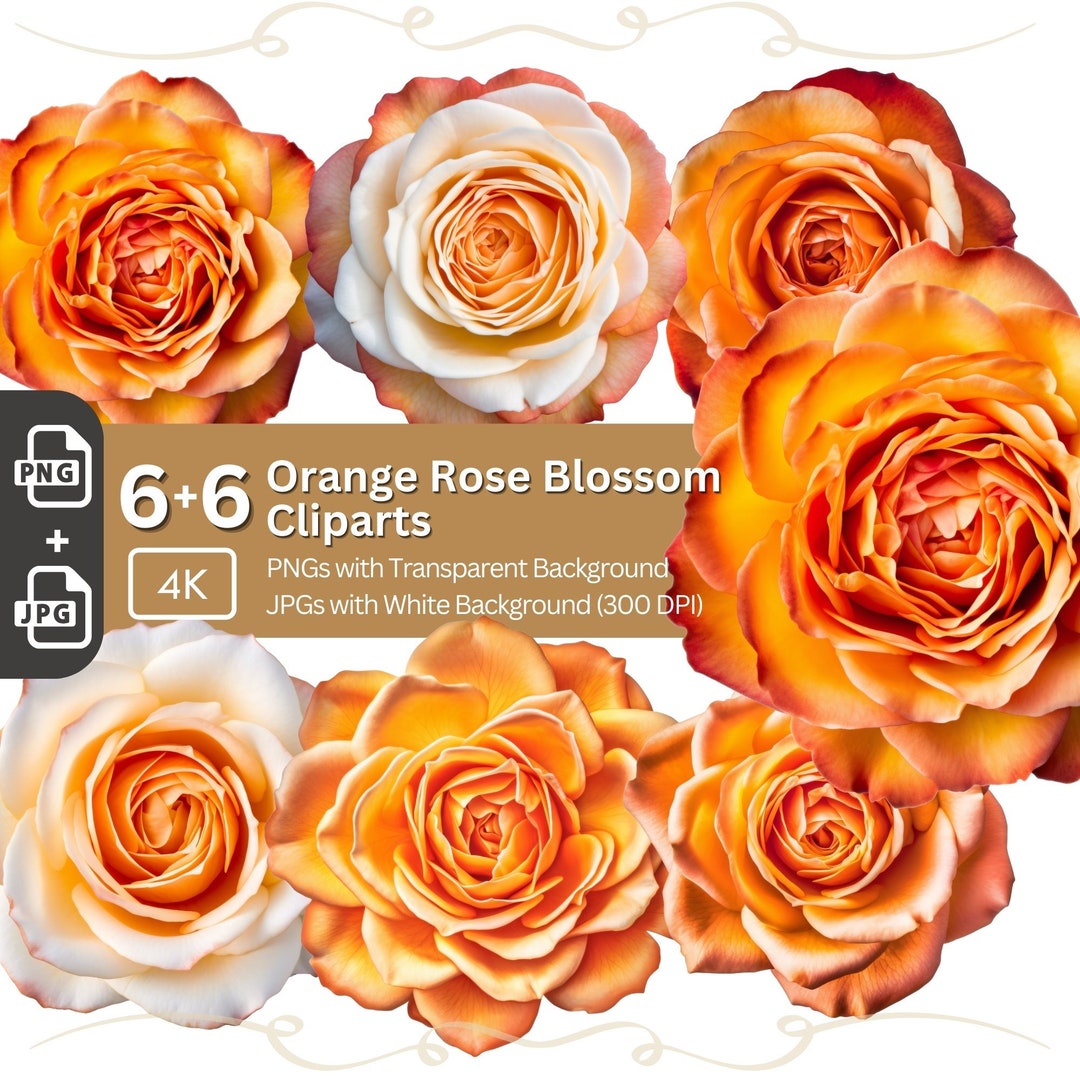 Orange Rose Clipart: Floral PNG Bundle (digital Download) - Etsy