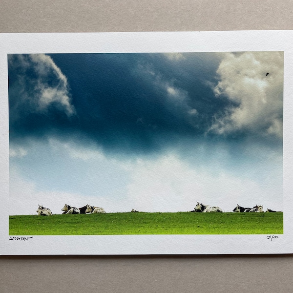 Vaches normandes sous les nuages