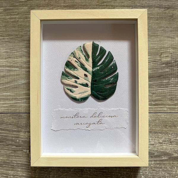 Monstera variegata in frame