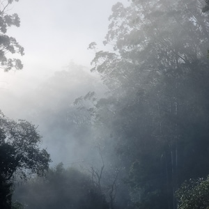 Der Morgennebel