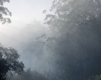 Der Morgennebel