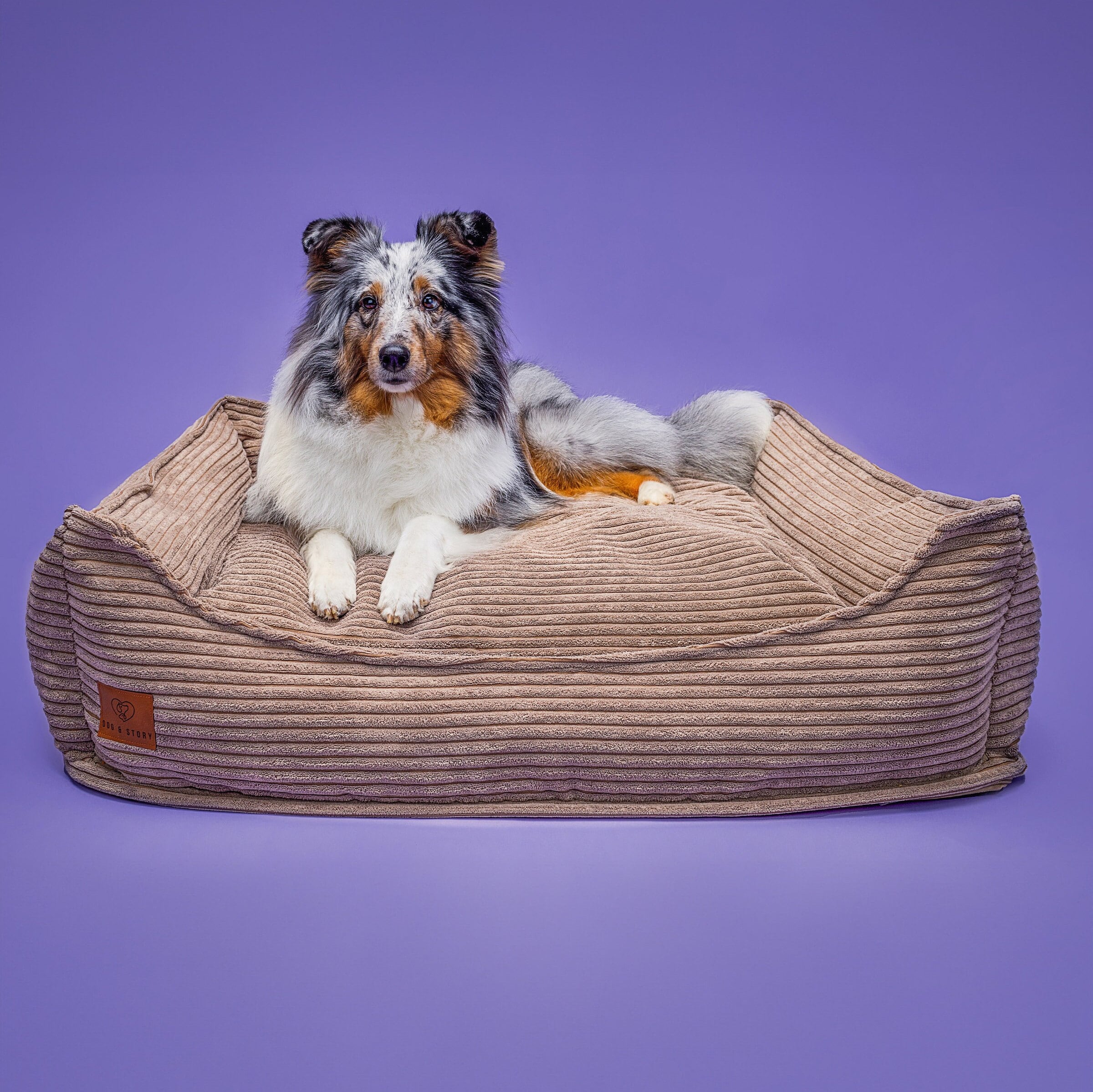 de mysterie banier van Anubis de Egyptische hond god. vol van geheimen en  onopgelost mysteries 12885517 Vectorkunst bij Vecteezy, image size:2400x2398