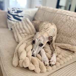 Może przedstawiać: Pręgowany pies rasy whippet odpoczywa na beżowej kanapie z sztruksu, częściowo przykryty grubym, beżowym kocem o grubym splocie. Pies ma smukłą budowę ciała, ciemne oczy i białą plamkę na pysku, leżąc wygodnie na teksturowanej tkaninie.