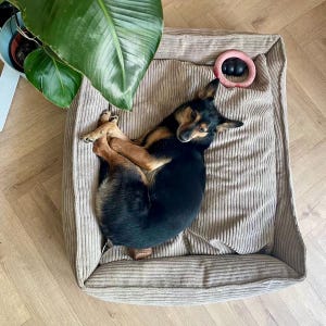以下が含まれることがあります： ベージュのコーデュロイの犬用ベッドで丸まっている黒と茶色の犬。ピンクのリングのおもちゃと黒いボールのおもちゃがベッドの中にあります。大きな緑の植物が背景にあります。