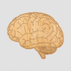 May include: A wooden brain cutout, displaying the detailed structure of the brain's surface. The light brown wood grain is visible, with darker etched lines outlining the brain's form. The cutout is a side profile of the brain.