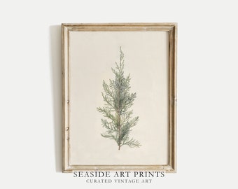 Antique botanical art print - Vintage juniper tree branch drawing, Neutral still life, Muted nature wall art, Wall decor, DIGITAL DOWNLOAD