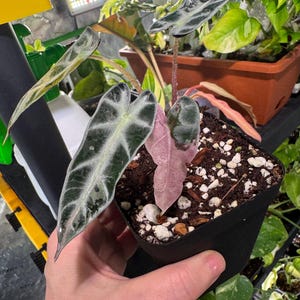 Alocasia Bambino Rosa Variegada n.° 15 / Planta exacta / Bambino maduro / ¡No se realizan envíos internacionales! Tamaño del bulbo. ¡Envío gratuito!